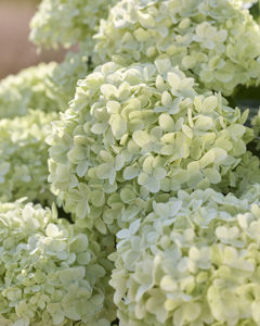 Bild von Hydrangea
